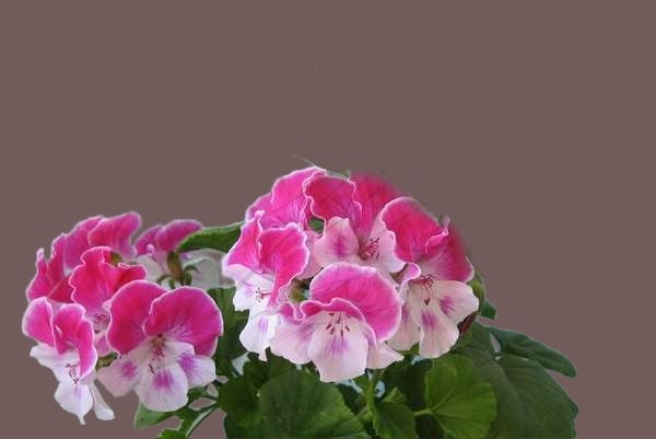 Пеларгония Лара Сюзанна    