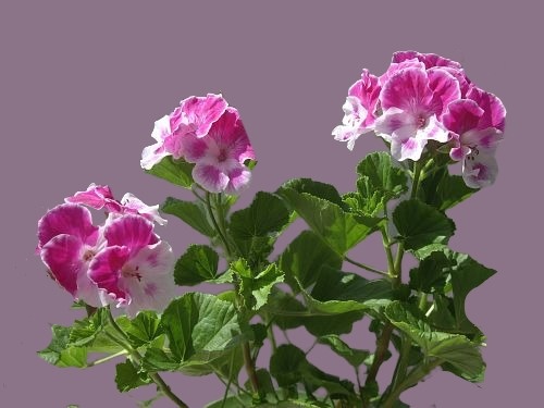 Пеларгония Лара Сюзанна    