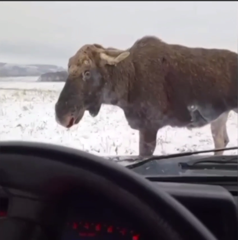 Скриншот видео из телеграм-канала "NEWS.ru"