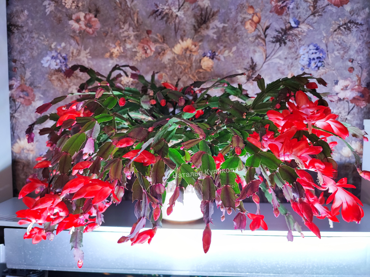 Шлюмбергера сорта Малибу.  Фото автора. 