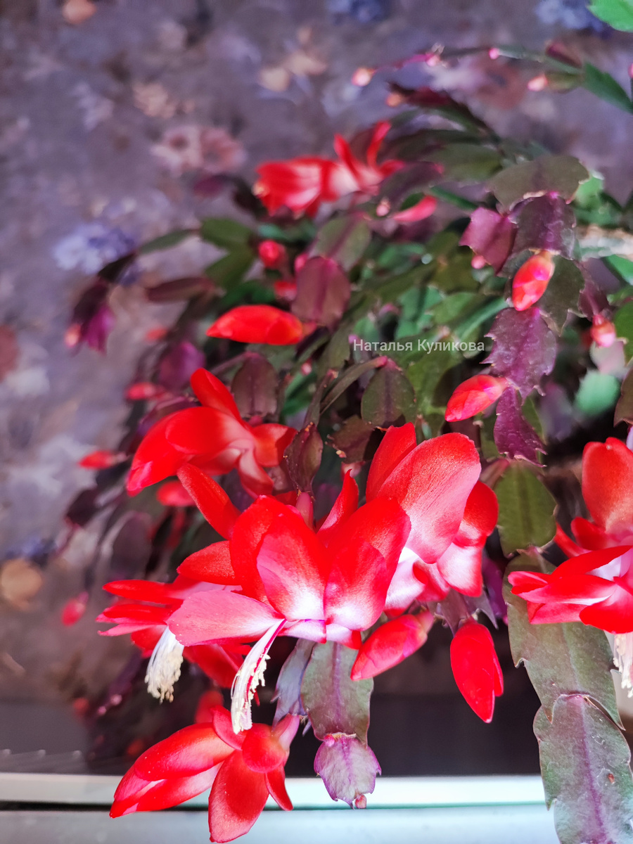 Цветение шлюмбергеры. Фото автора. 