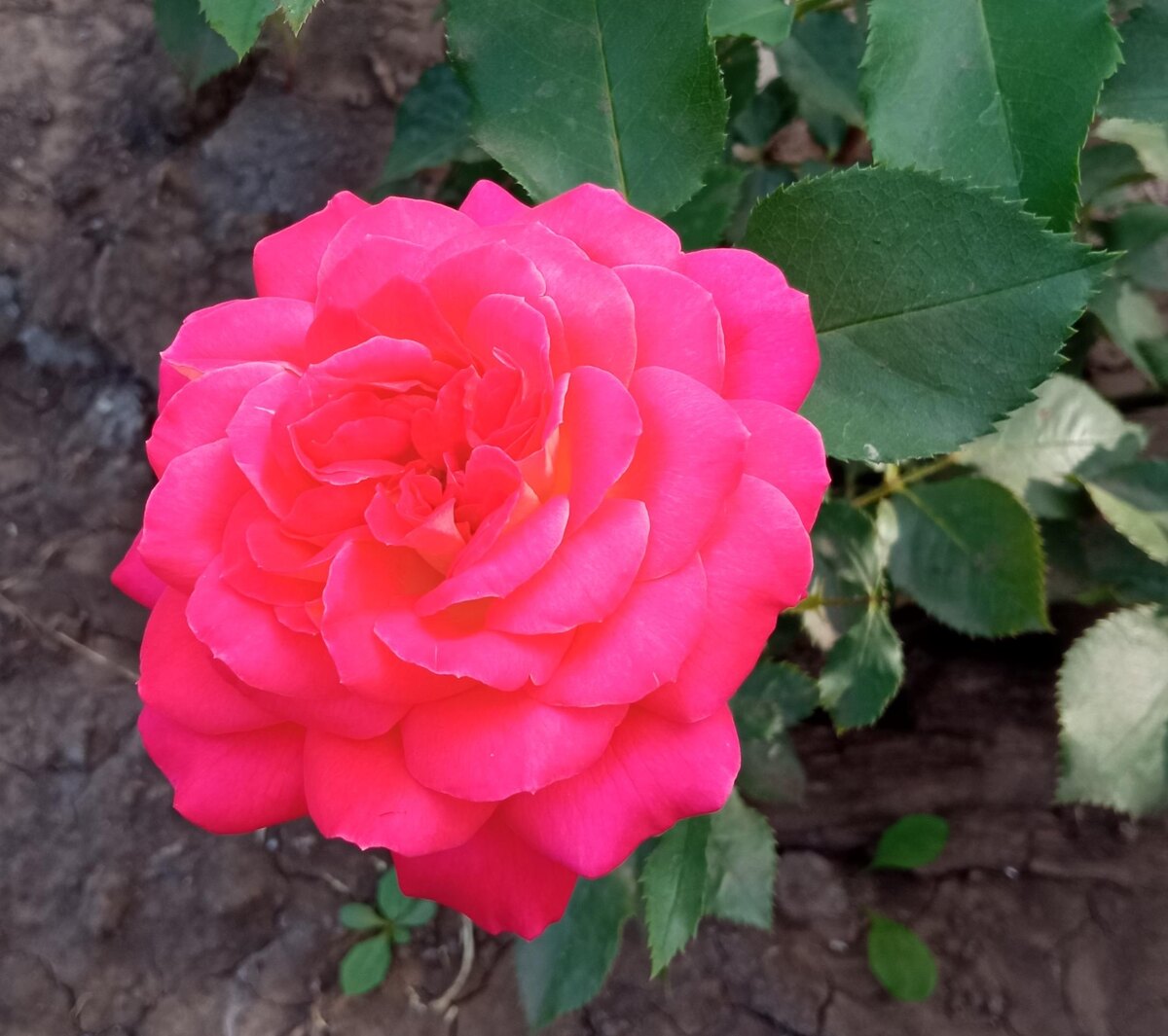 Мидсаммер, фото автора