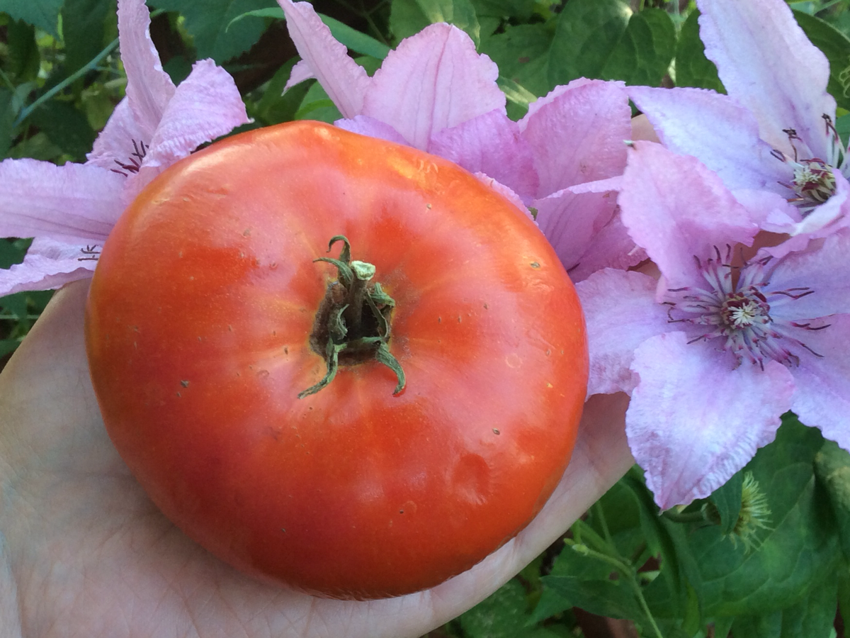 Радиатор Чарли