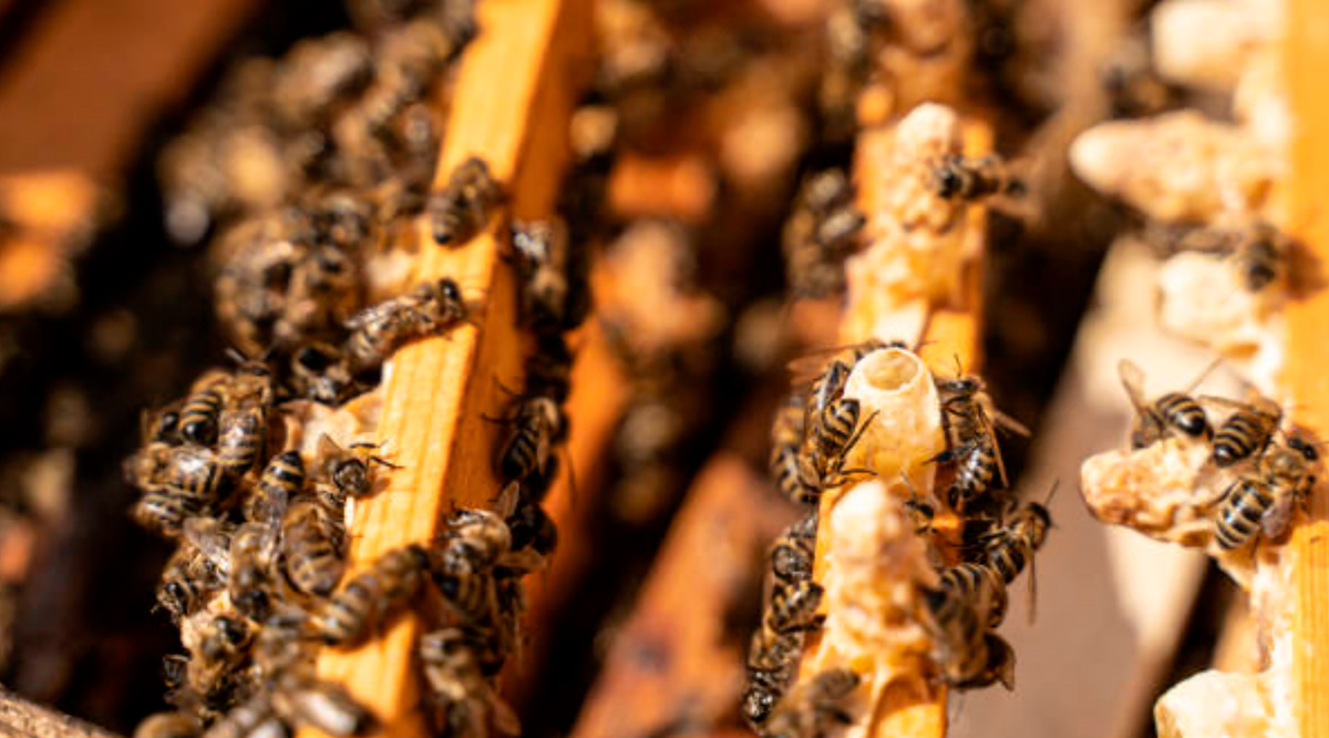   Пчелы в улье