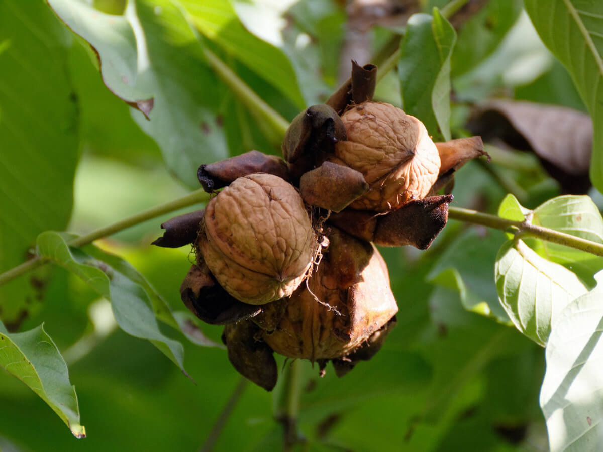 Но родная тётя и тут ответила отказом, написав в письме, что деревья давно уж как пропали... Фото из интернета 