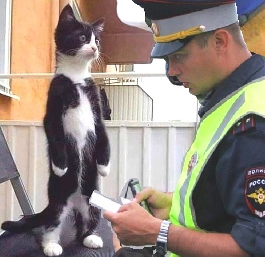 источник Яндекс-картинки