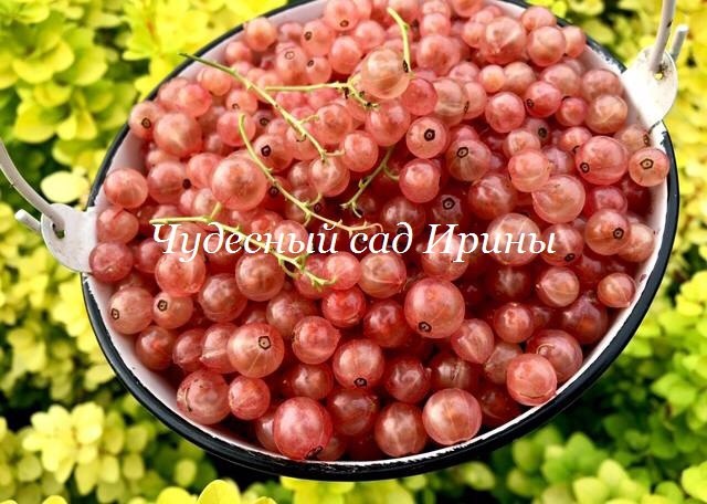 Смородина Розовая жемчужина 