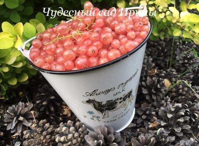 Смородина Розовый жемчуг