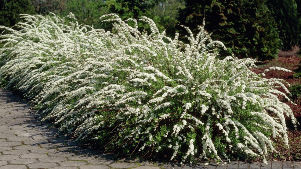 Спирея японская через 5 месяцев после весенней посадки. Первые соцветия появились в конце лета