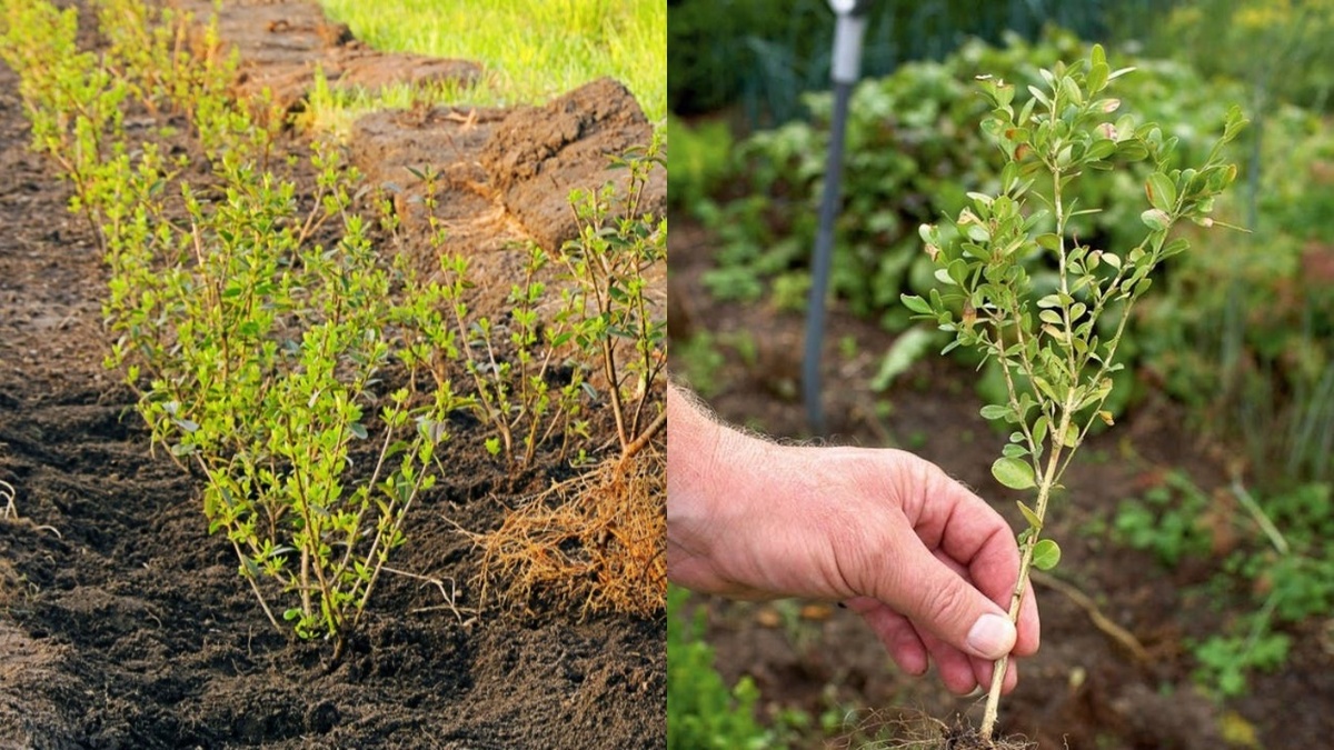Так выглядят здоровые молодые побеги спиреи. Прирост 10-15 см – нормальный показатель для первого месяца