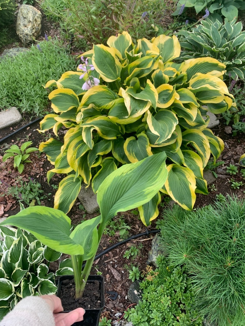 Здесь видно разницу цвета каймы. Контейнер находился больше в тени.