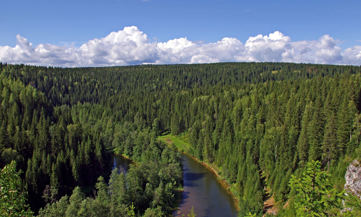 Леса наиболее чувствительны к изменениям температур. (Фото: elles.top).
