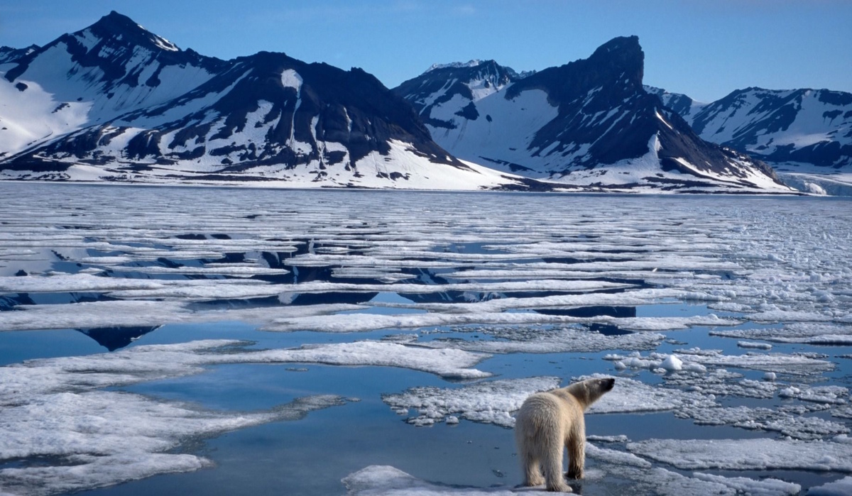 Белые медведи в Арктике тоже не понимают, что происходит. (Фото: portal.edufire37.ru).
