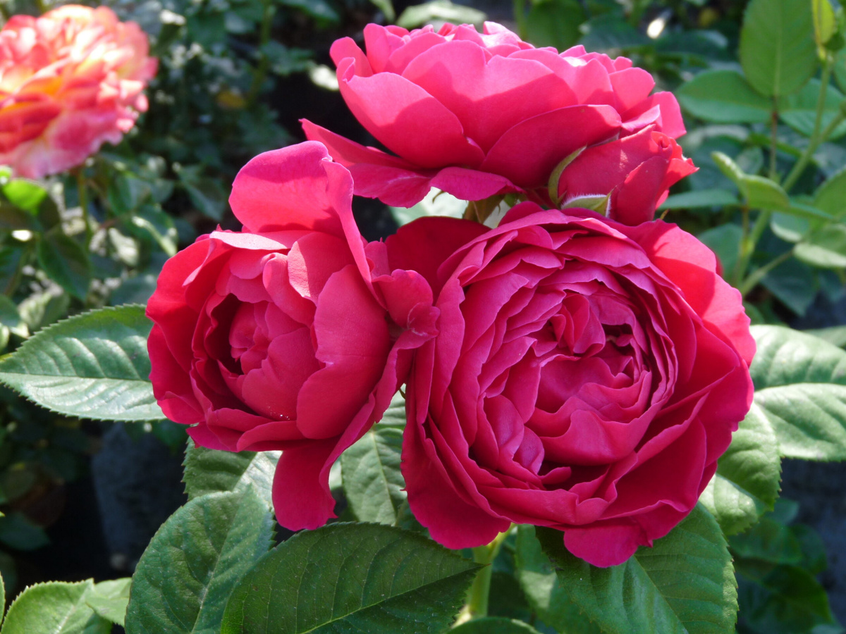 Ascot,Evers,2007,Чайно-гибридные