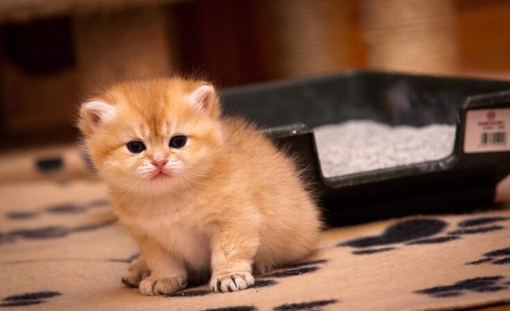 Уже большой?