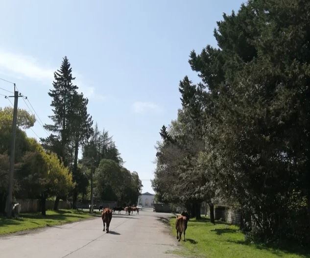 Коровы на дороге к аэропорту Сухума (Бабушара).