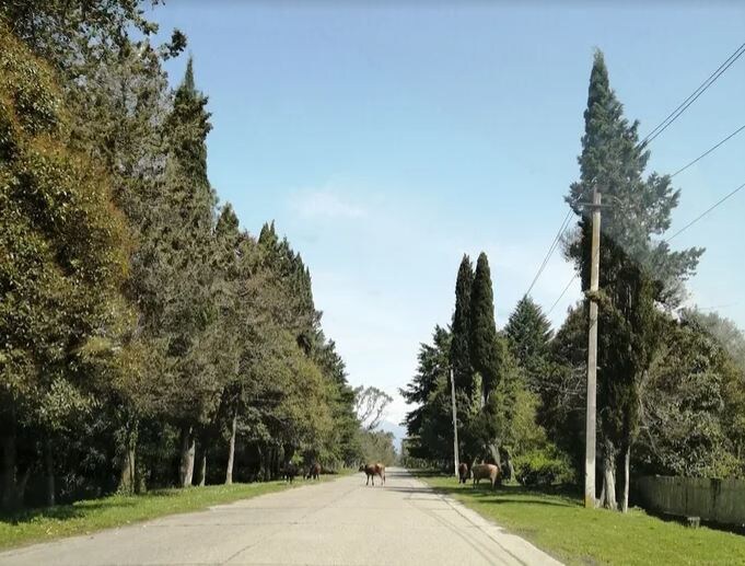 Коровы на дороге к аэропорту Сухума (Бабушара).