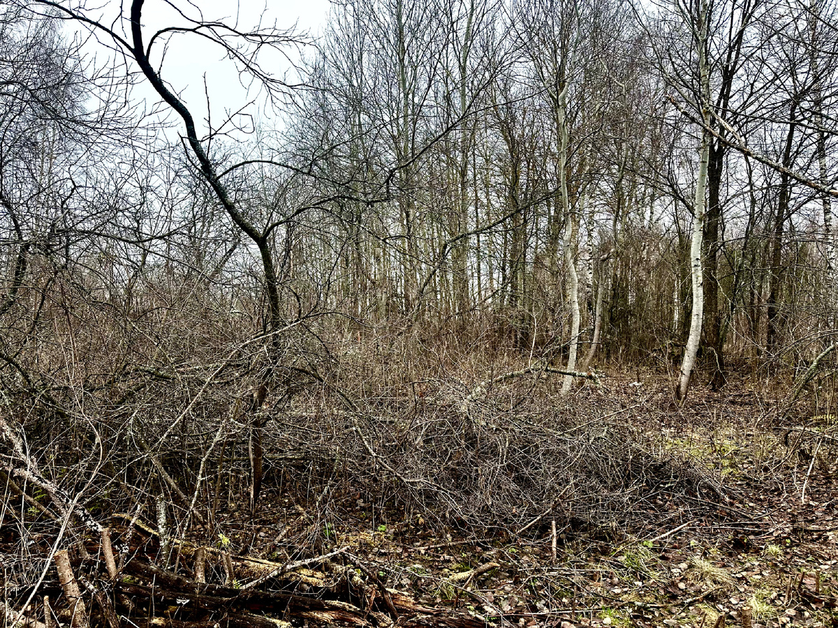 Участок перед началом проведения работ 