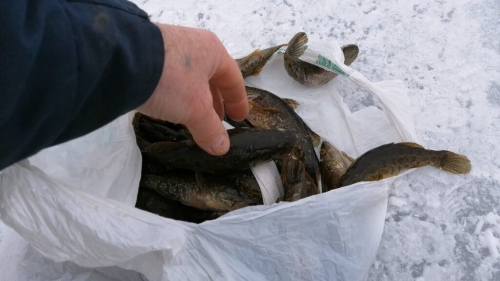 Первый улов ротана в ноябре.