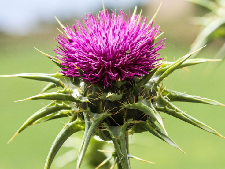 Татарник чертополох