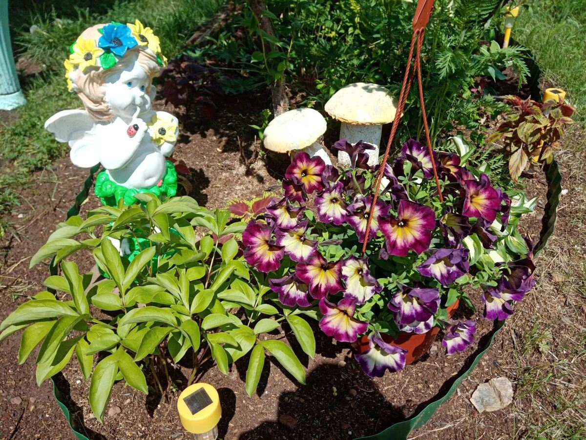 крейзетуния со страшным названием "Монстрик"  