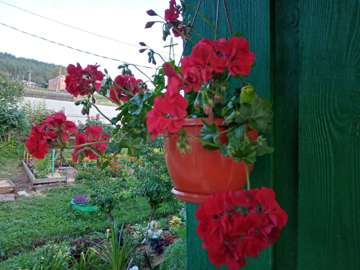 плющелистная пеларгония красная в июне фото автора