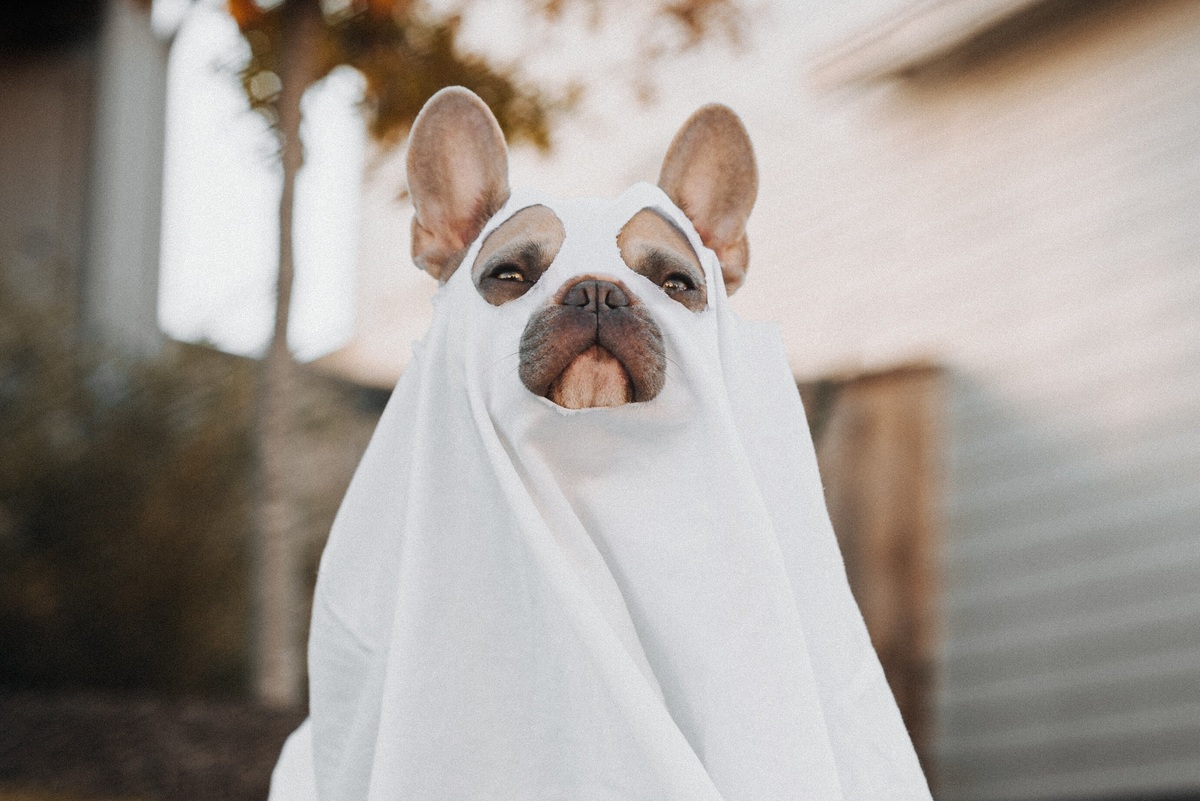     Почему у нас меняется цвет лица, когда мы чего-то сильно пугаемся?