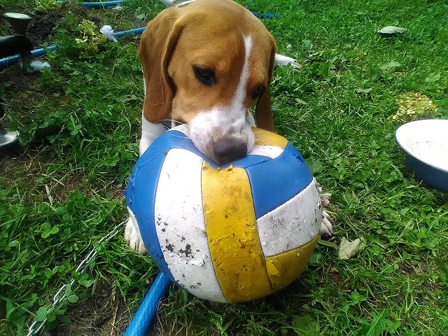 Сначала Линда переезжала к нам на месяц в году. Потом хозяева от нее отказались совсем...