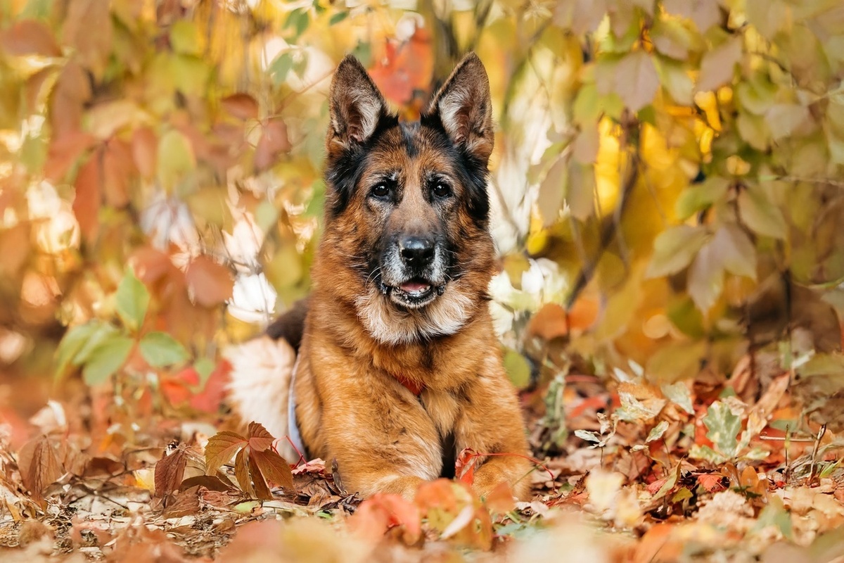 Немецкая овчарка, 8 лет, Москва и МО