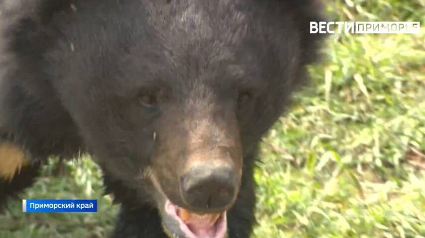    Источник фото: Дмитрий Пилипенко, kpdvru