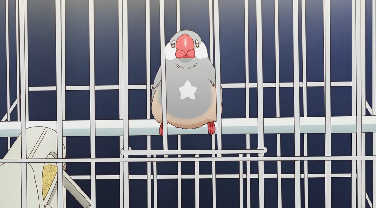 Очень разговорчивая птичка.