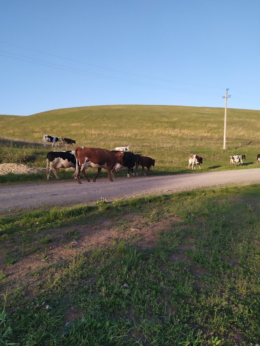 Последние дни, стадо коров идет домой. Потом решили не гонять, а отделились и купили электропастух. 