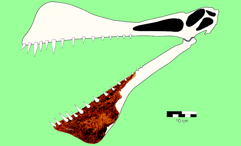Череп австралийской находки, снимок: naked-science.ru