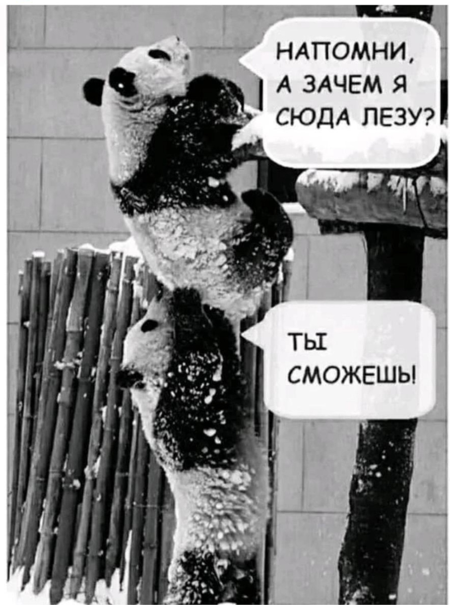 Та самая панда 