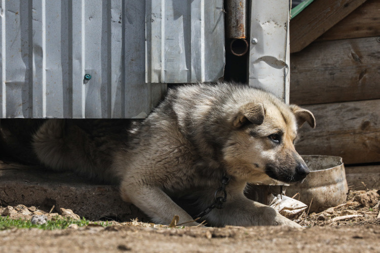    Летом Госдума приняла поправки к закону об ответственном обращении с животными, которые наделяют каждый регион правом самостоятельно решать вопрос с бездомными собаками.   
Фото: «БИЗНЕС Online»