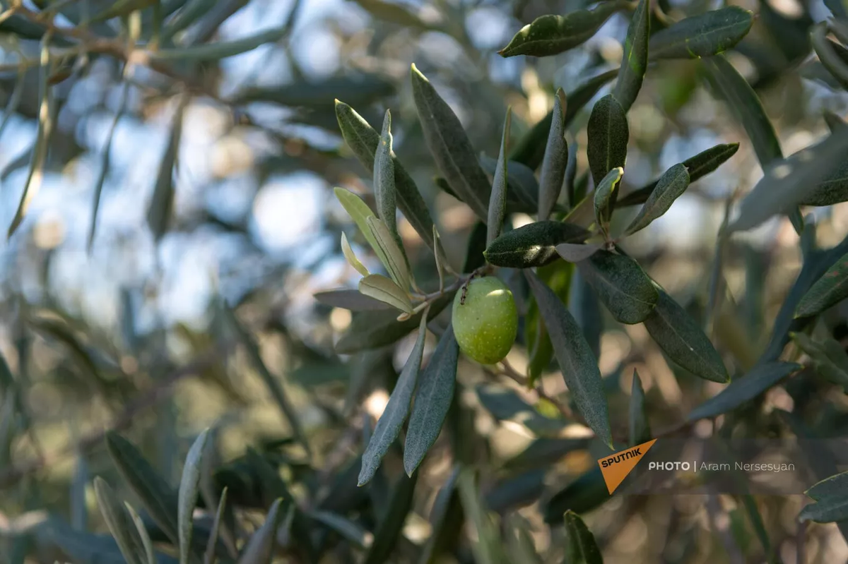 © Sputnik / Aram Nersesyan