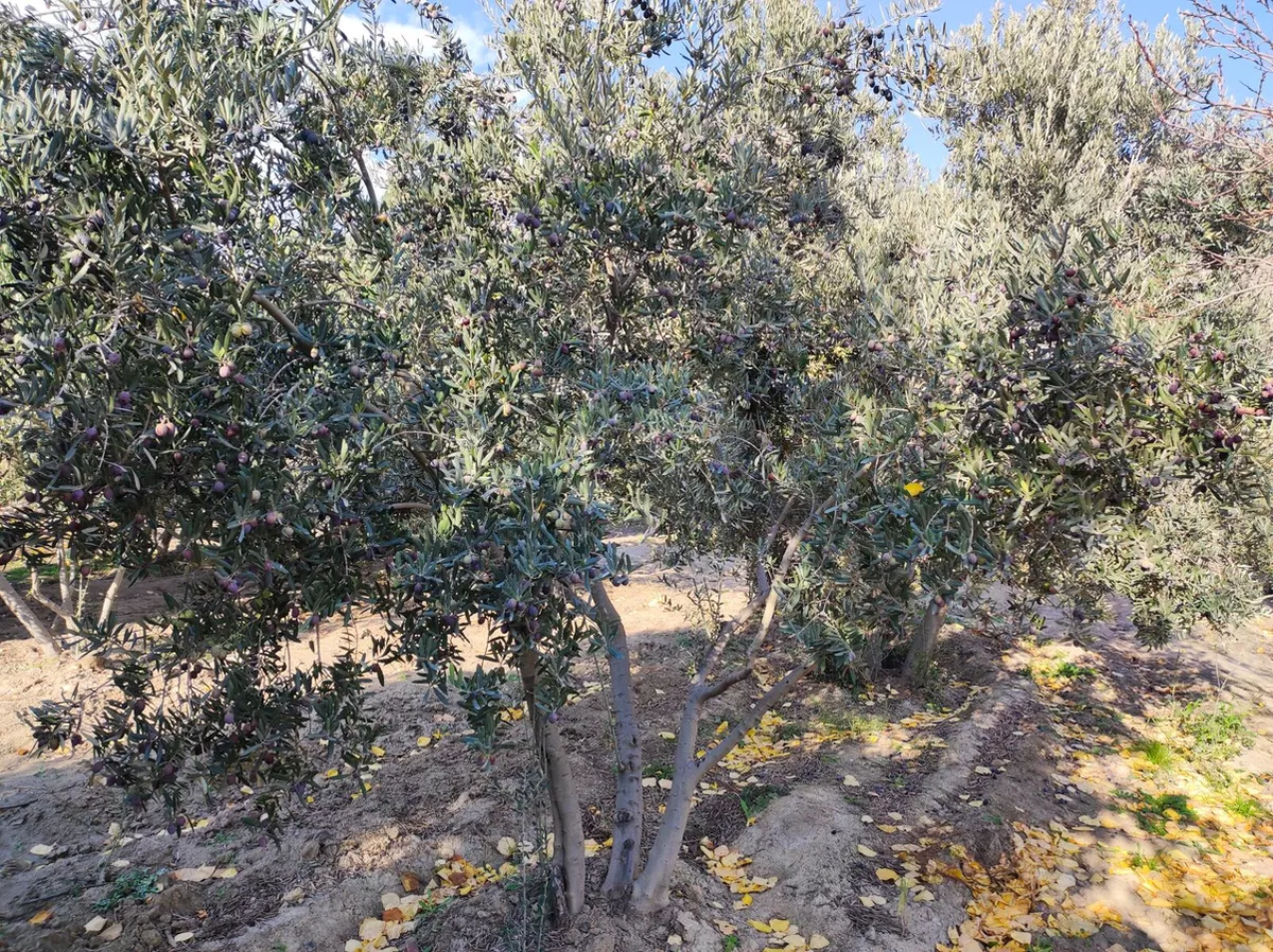 Оливковые сады в селе Алванк Мегринского региона
© Sputnik / Aram Gareginyan