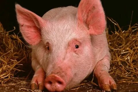 фотография взята из открытых источников интернета