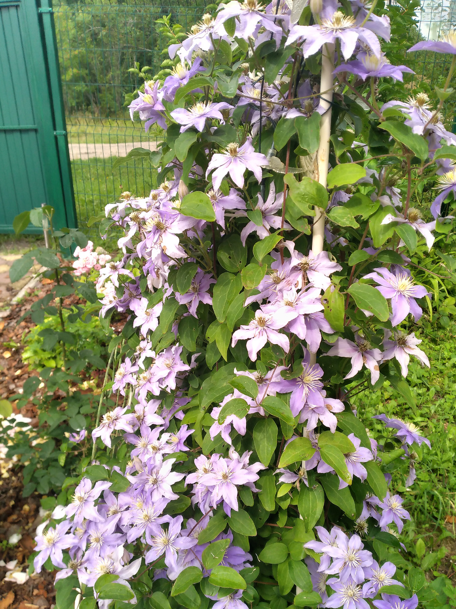 Клематис у входной зоны.