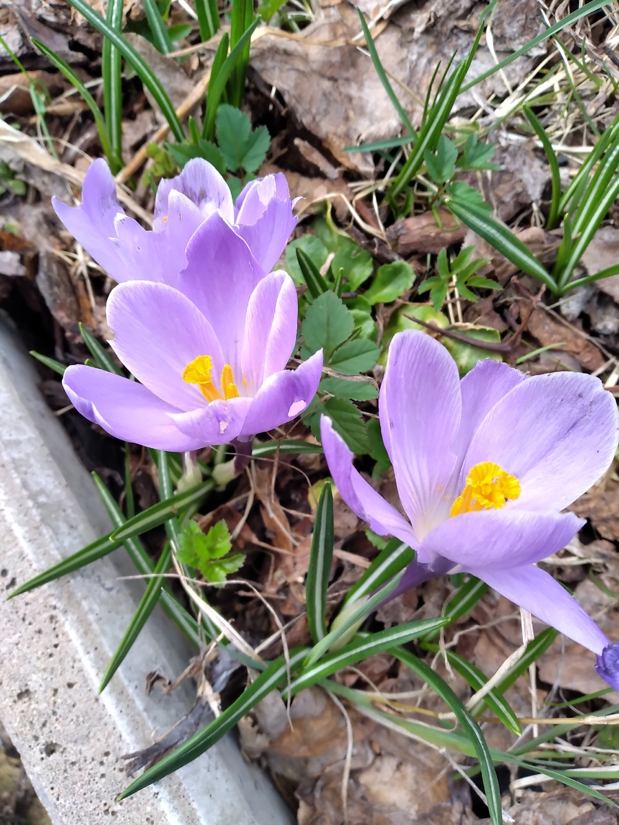 Апрель. Крокусы.