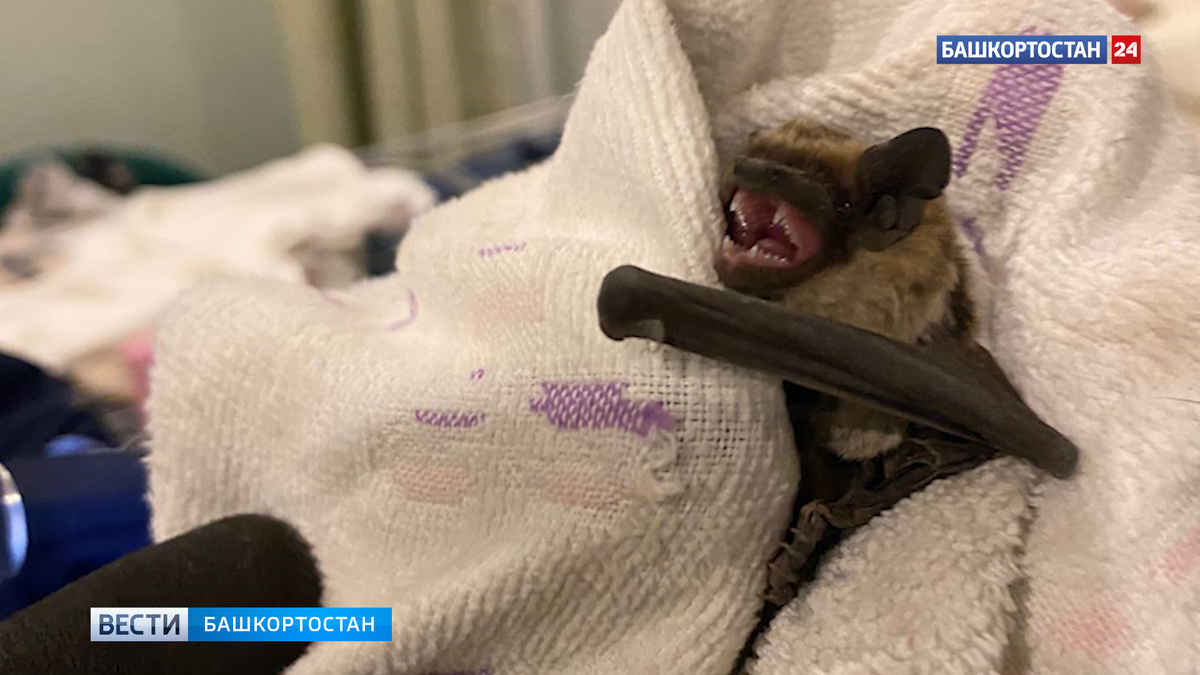    "Подсказала" собака: уфимка обнаружила на шкафу в квартире летучую мышь