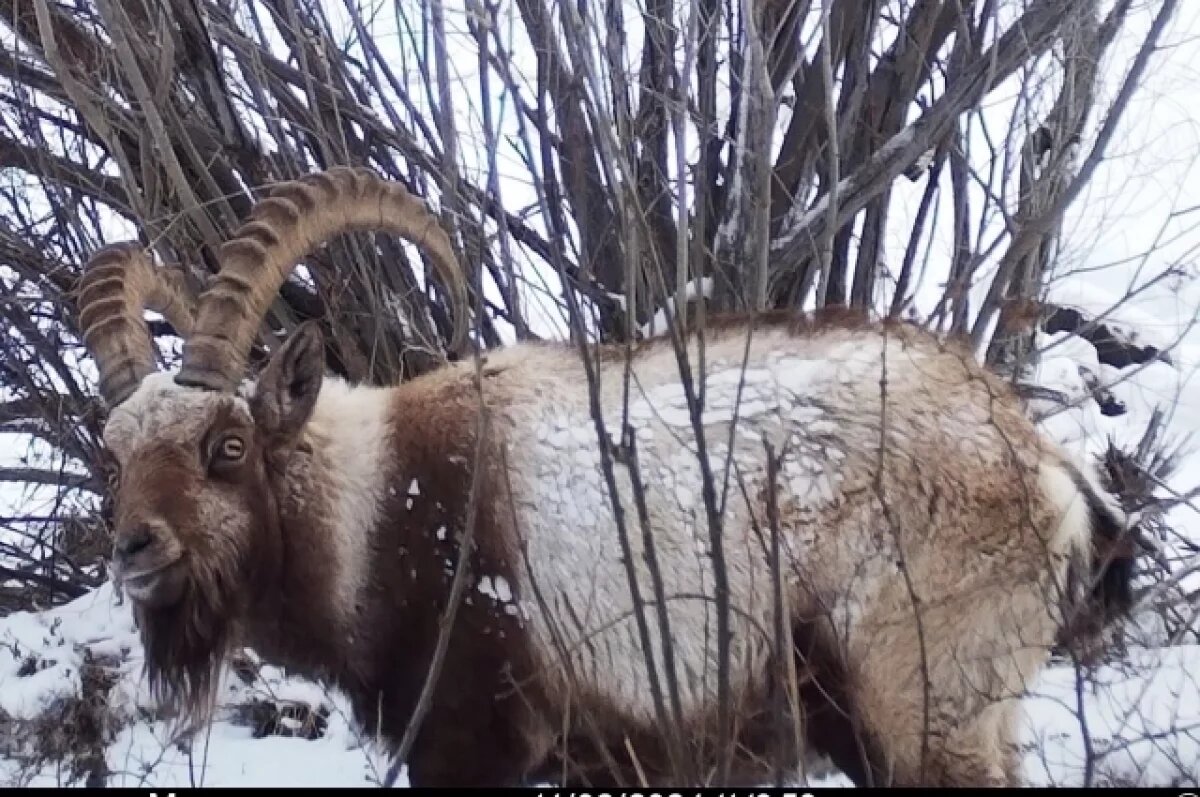    Козла с горизонтальными зрачками засняли в алтайском нацпарке