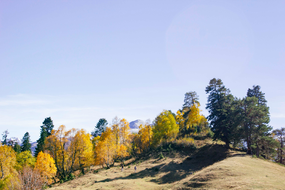 Обработка леса в RAW-конвертере.