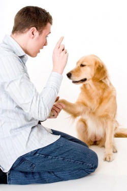 Одной из интересных особенностей собак является стайный инстинкт. Семью людей собака воспринимает как стаю, в которой кому-то отводится роль вожака. Для четвероногого питомца вожаком будет тот, кто занимает самое возвышенное и теплое место и тот, кто ест самый первый. Следовательно, если вы будете позволять собаке забираться на кровать или кресло, спать там, а во время обеда баловать ее лакомыми кусочками, она может посчитать себя вожаком. Учите щенка подчиняться хозяину. Например, смотрите ему в глаза до тех пор, пока он не будет отводить взгляд. Почешите животик, тогда щенок ляжет на спину, а такое положение является знаком подчинения. Если пес выполняет ваши команды, значит, он признает вас как хозяина. Постарайтесь утвердить свое положение, чтобы щенок не воспринимал вас как равного или не зачислил себя в вожаки. Это соответственно отразится на его поведении.Обучаем простым командам Для обучения вам понадобиться поводок, ошейник и достаточно терпения. Старайтесь давать простые и короткие команды. Показывайте собаке, что от нее ожидается. Не скупитесь на похвалу. Для животного важны не слова, а тон голоса. Команды должны звучать уверенно, а похвала – с одобрением и лаской. Пинать и бить собаку не всегда полезно. Обычно собака прекрасно отличает по интонации недовольство хозяина. Для принятия строгих мер бывает достаточно встряхнуть щенка, взяв его за загривок. Наказывайте своего подопечного в тот момент, когда он что-то не так делает, или же сразу после этого. Если подождать, пес может не понять за что его наказывают. Будьте последовательными, если что-то делать нельзя, значит это делать нельзя всегда, а не иногда.Команда «Сидеть!» - одна из основных в воспитании собаки. С помощью этой команды, например, можно заставить собаку успокоиться, если она перевозбуждена или разыгралась, может быть прыгает на гостей. Приучить к этой команде можно слегка потянув поводок вверх, а другой рукой нажимая на заднюю часть собаки, дать команду «Сидеть!». Когда пес отреагирует, похвалите его. Через несколько повторений собака начнет самостоятельно выполнять команду.Еще одна основная команда - «Место!». Станьте прямо перед собакой, вытяните руку ладонью к ней. Если пес начнет вставать, дайте команду «Фу!» и снова усадите его. Повторяя команду и не забывая хвалить собаку за успех, постепенно приучайте ее находиться на одном месте. Со временем увеличивайте расстояние между вами и вашим питомцем.Как обучать команде «Ко мне!»? Используйте длинный поводок. Позовите собаку по кличке, слегка потяните за поводок и дайте команду «Ко мне!». Когда собака подойдет, похвалите ее, а затем снова отойдите на какое-то расстояние и повторите урок. Вскоре она сама будет откликаться, и не нужно будет тянуть за поводок. Можно использовать и другой способ. Дайте команду «Ко мне!» и бегите от щенка. Инстинктивно пес побежит вдогонку. Не используйте команду «Ко мне!» для наказания, чтобы у собаки не возникало неприятных ассоциаций. Иначе она перестанет выполнять эту команду.Не трудно приучить собаку ходить возле вас, не вырываясь вперед. Можно использовать для этого короткий поводок или тренировочный ошейник. Начав идти, дайте команду «Рядом!». Если пес начнет рваться вперед, повторите команду, резко дернув за поводок. За послушание наградите его похвалой.Верный другПомните, что собаки животные стайные. Одиночество и изоляция от людей негативно на них влияют, они начинают лаять, грызть вещи. Регулярные занятия сделают вашего любимца верным другом, который не будет огорчать вас.Советы по дрессировкеНе стоит для одних и тех же команд использовать разные слова.Используйте кличку собаки, давая команды. Но не стоит называть собаку по кличке, когда вы ее порицаете. Кличка должна ассоциироваться у собаки с чем-то приятным.Как можно чаще хвалите. Ради привязанности и любви пес может сделать больше, чем ради лакомого угощения.Делайте уроки дрессировки интересными и не длинными.