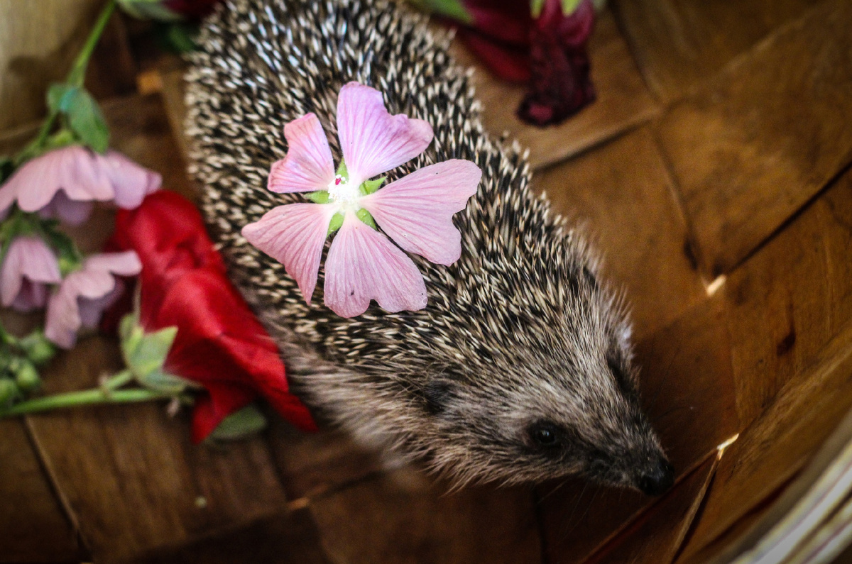 Ёжик (фото автора: Ольга Ч.)