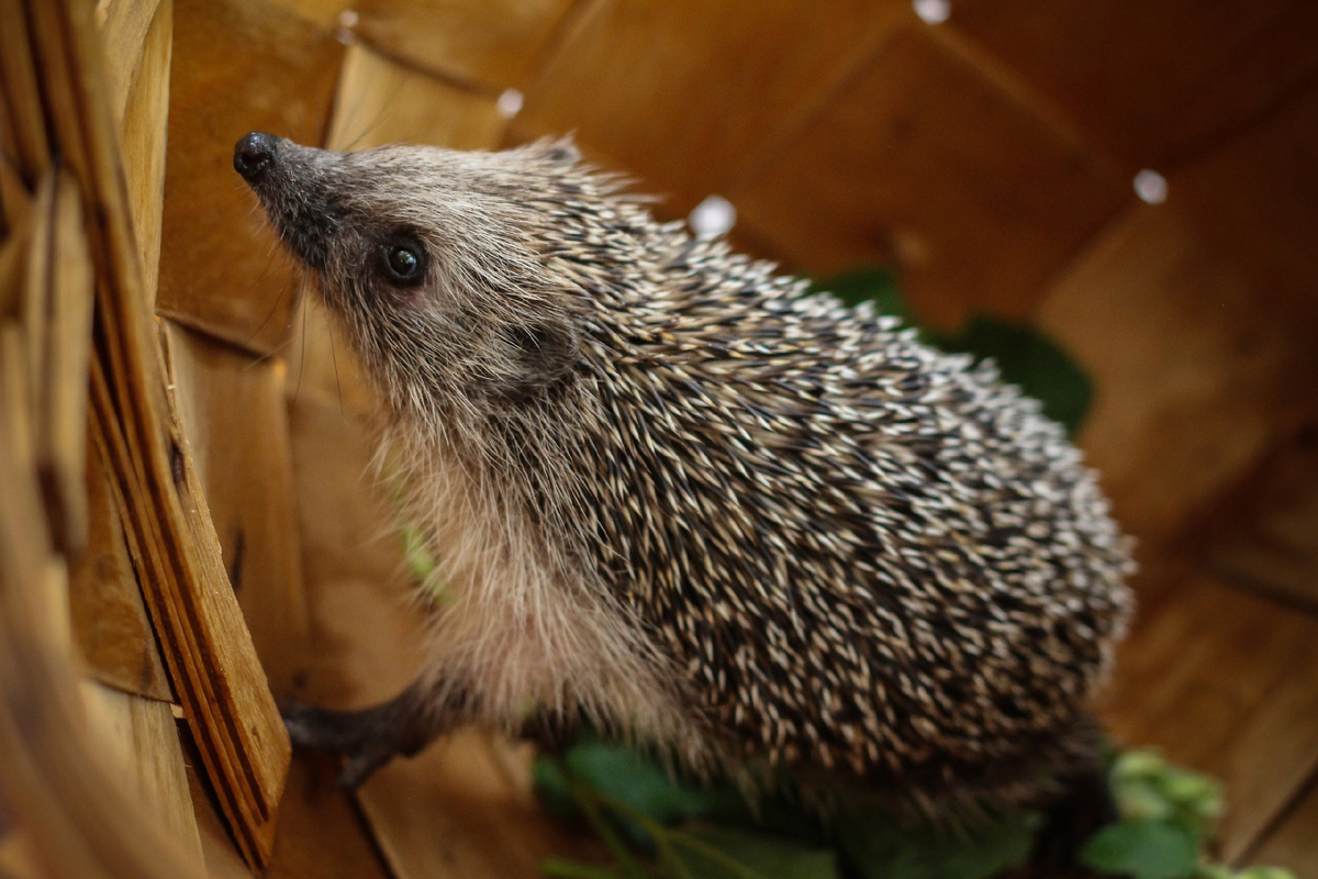 Лесной ёжик (фото автора: Ольга Ч.)