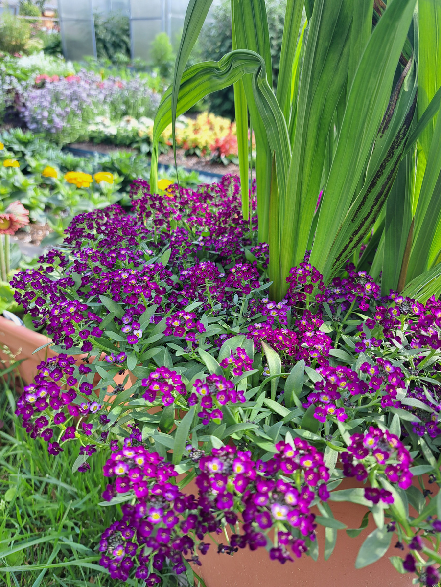 Алиссум «Сказочный синий»