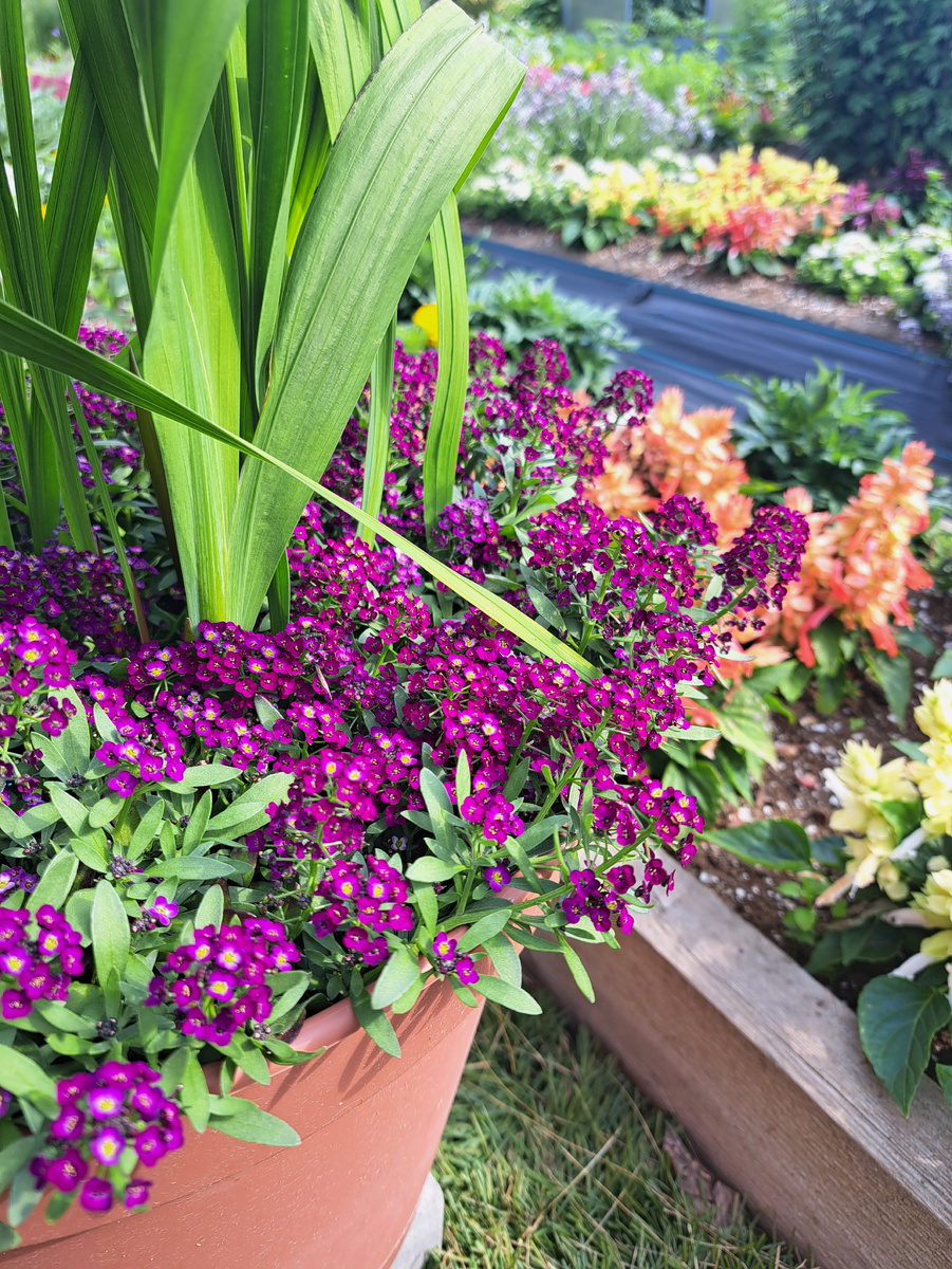 Алиссум «Сказочный синий»