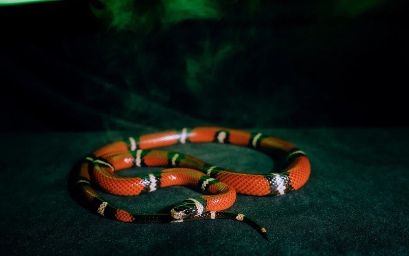    Гороскоп на день: 25 ноября Козерогам предстоит взвешенное решение, а Львам улыбнется удача