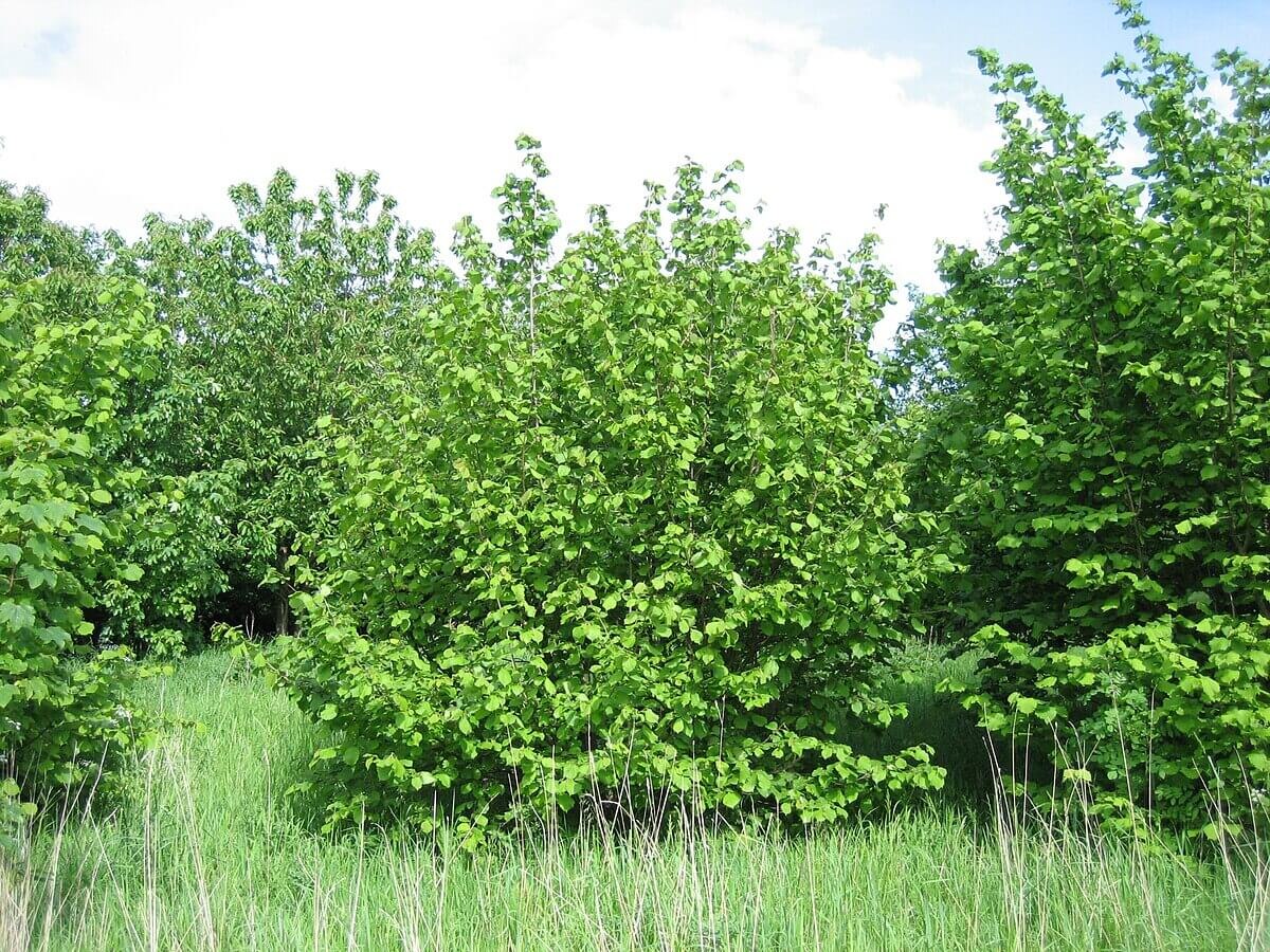   Орешник является кустарником, но может вырастать до размеров дерева. Источник фото: wiktionary.org